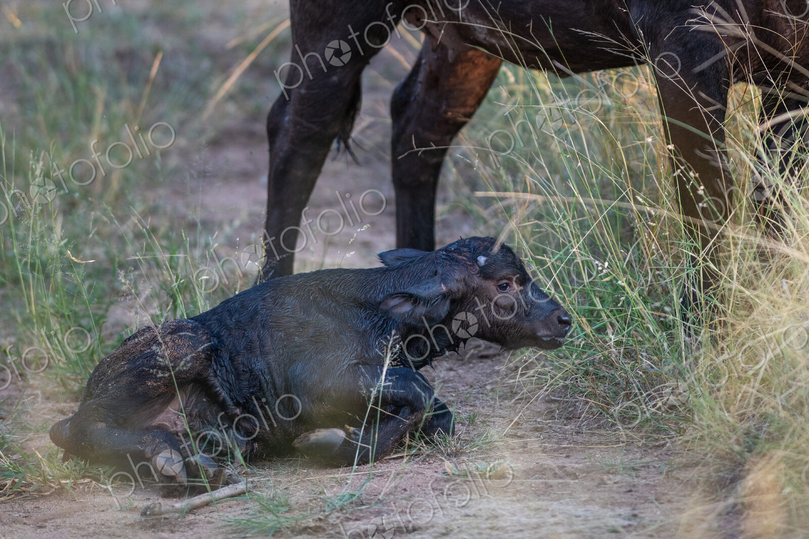 A newborn buffalo calf, Syncerus caffer.