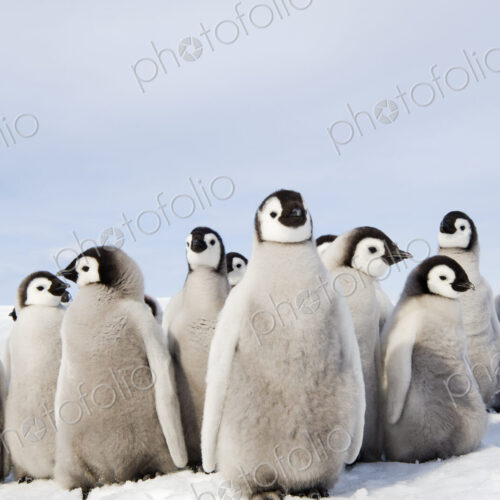 A nursery group of Emperor penguin chicks, huddled together, looking around. A… A nursery group of Emperor penguin chicks, huddled together, looking around. A…