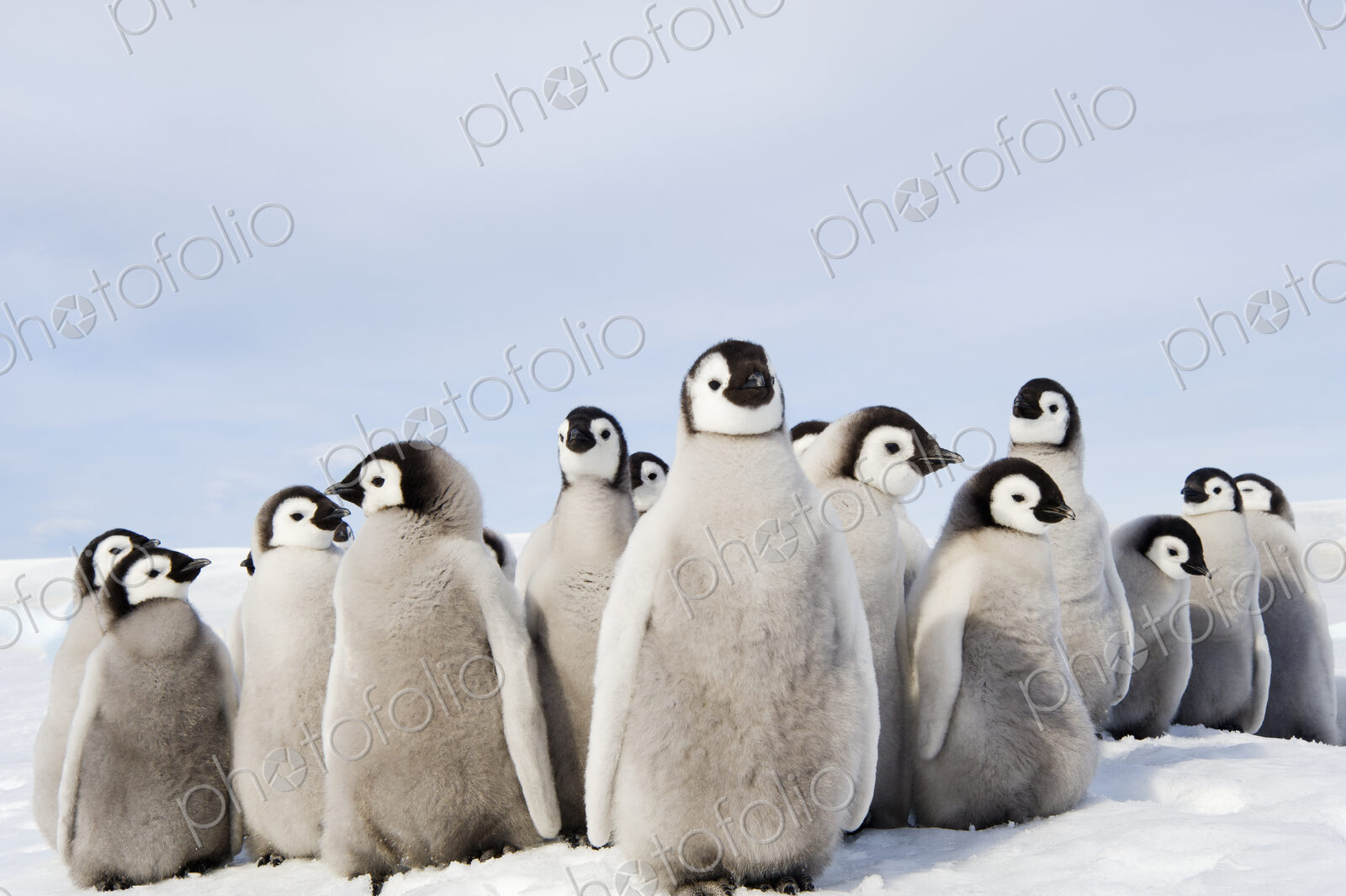 A nursery group of Emperor penguin chicks, huddled together, looking around. A…