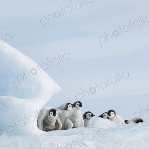A nursery group of young penguin chicks, with thick grey fluffy coats, grouped beneath… A nursery group of young penguin chicks, with thick grey fluffy coats, grouped beneath…