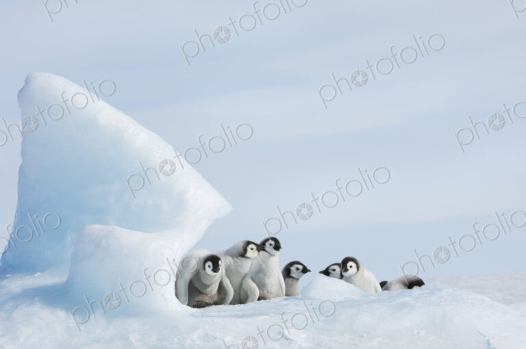 A nursery group of young penguin chicks, with thick grey fluffy coats, grouped beneath…