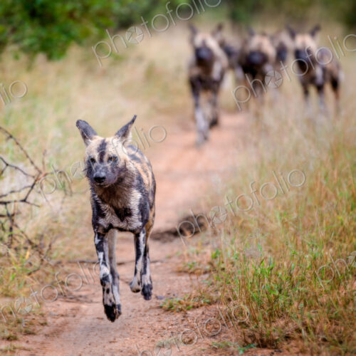 A pack of wild dog, Lycaon pictus, running, ears back, feet off the ground.