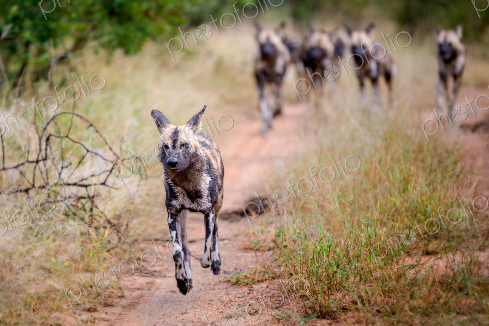 A pack of wild dog, Lycaon pictus, running, ears back, feet off the ground.