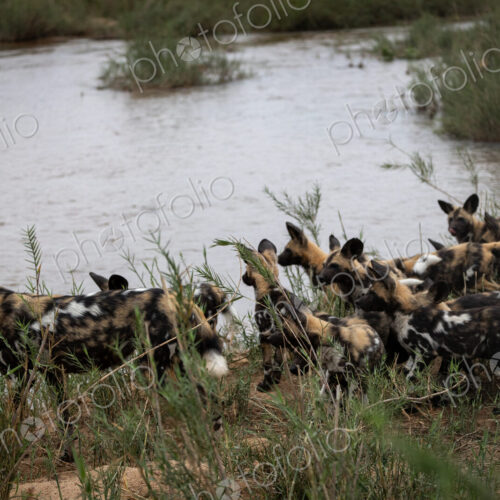 A pack of wild dogs, Lycaon pictus, approach a river. A pack of wild dogs, Lycaon pictus, approach a river.