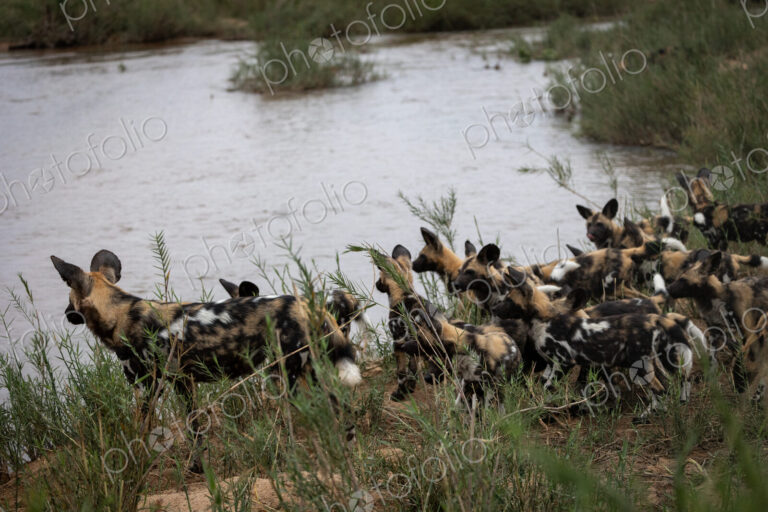 A pack of wild dogs, Lycaon pictus, approach a river.