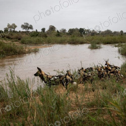 A pack of wild dogs, Lycaon pictus, approach a river. A pack of wild dogs, Lycaon pictus, approach a river.