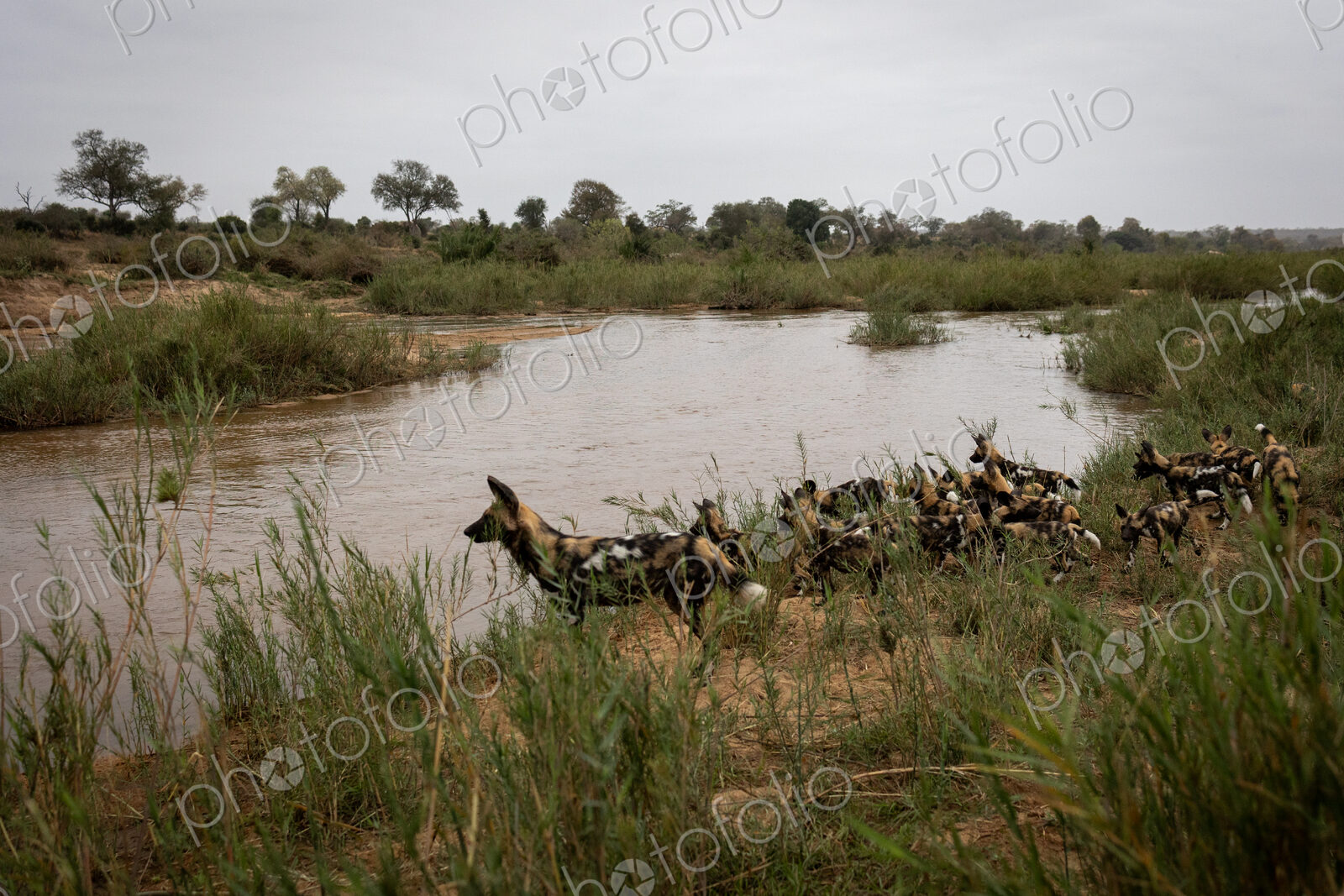 A pack of wild dogs, Lycaon pictus, approach a river.