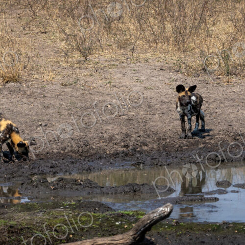 A pack of wild dogs with puppies, Lycaon pictus, drink from dam. A pack of wild dogs with puppies, Lycaon pictus, drink from dam.