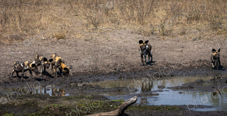 A pack of wild dogs with puppies, Lycaon pictus, drink from dam.