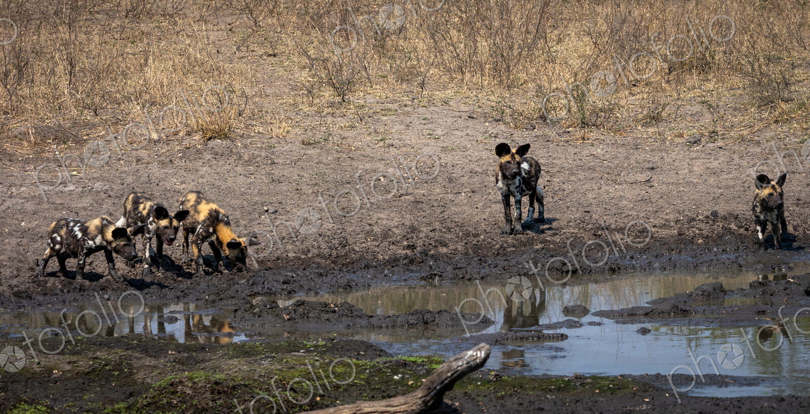 A pack of wild dogs with puppies, Lycaon pictus, drink from dam.