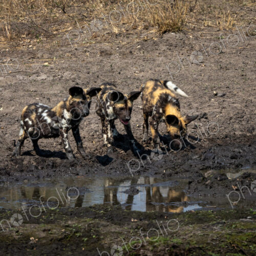 A pack of wild dogs with puppies, Lycaon pictus, drink from dam. A pack of wild dogs with puppies, Lycaon pictus, drink from dam.