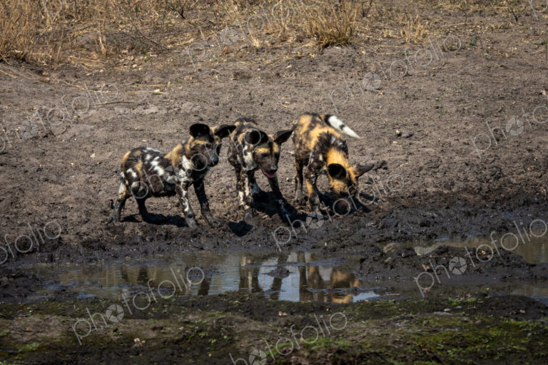 A pack of wild dogs with puppies, Lycaon pictus, drink from dam.
