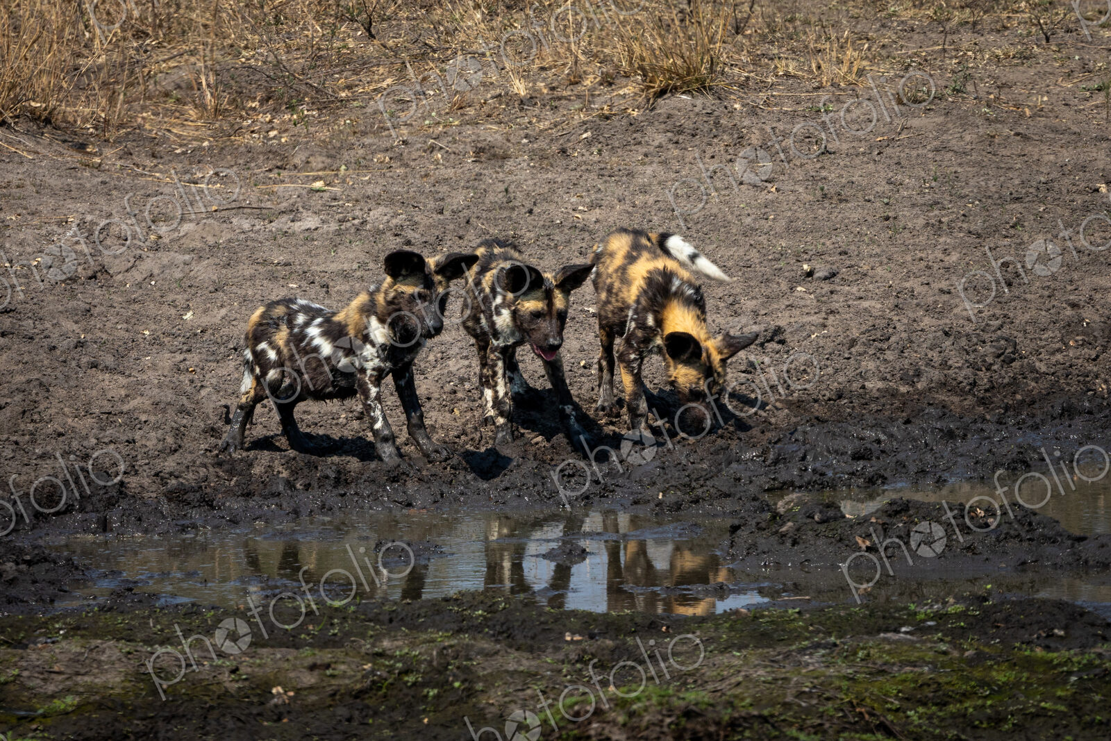 A pack of wild dogs with puppies, Lycaon pictus, drink from dam.
