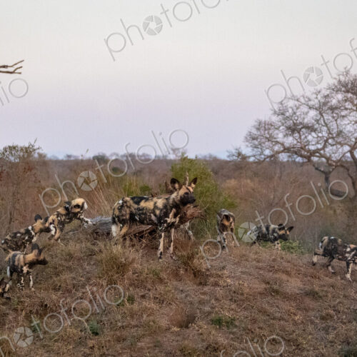 A pack of wild dogs with puppies, Lycaon pictus, on a mound. A pack of wild dogs with puppies, Lycaon pictus, on a mound.