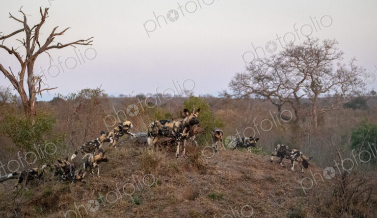 A pack of wild dogs with puppies, Lycaon pictus, on a mound.
