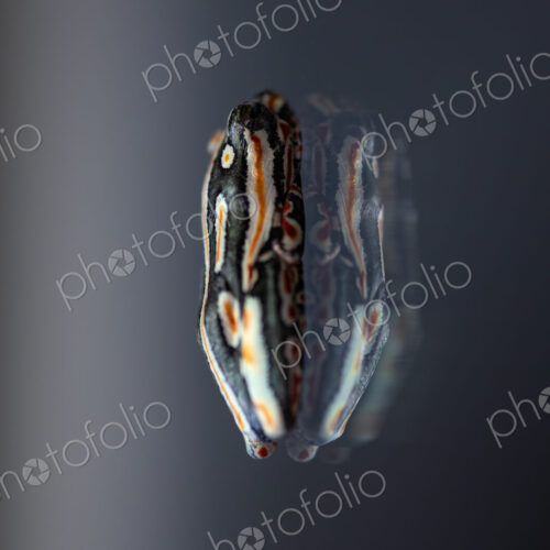 A painted reed frog, Hyperolius marmoratus, sitting on glass.