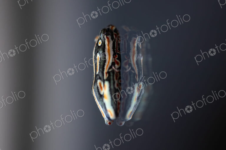 A painted reed frog, Hyperolius marmoratus, sitting on glass.