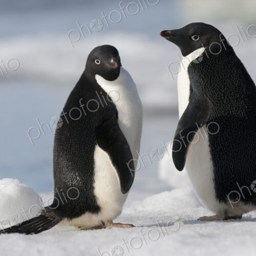 A pair of Adelie penguins in the late afternoon light in Antarctica. A pair of Adelie penguins in the late afternoon light in Antarctica.