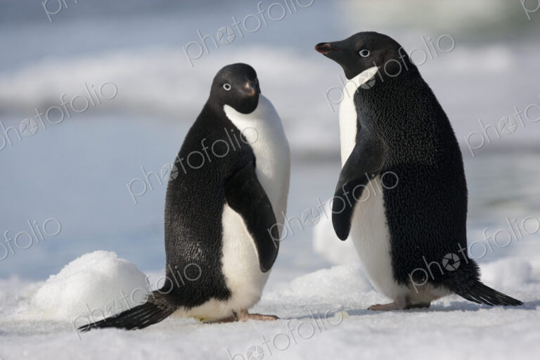 A pair of Adelie penguins in the late afternoon light in Antarctica.