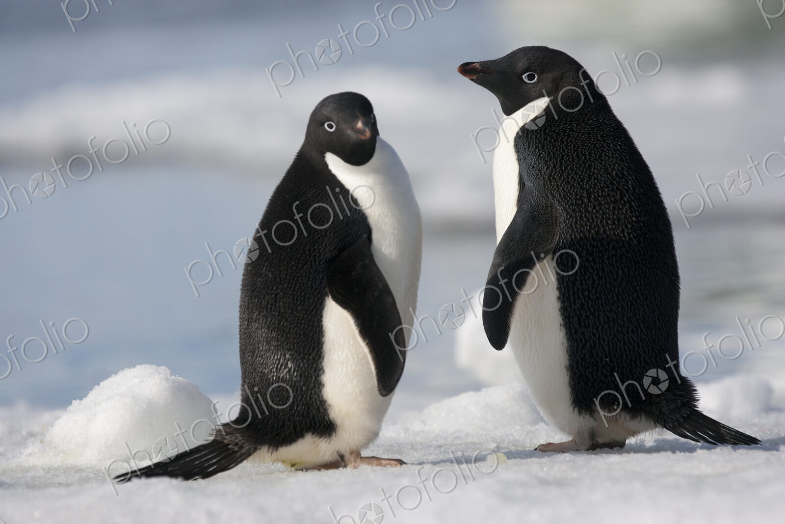 A pair of Adelie penguins in the late afternoon light in Antarctica.