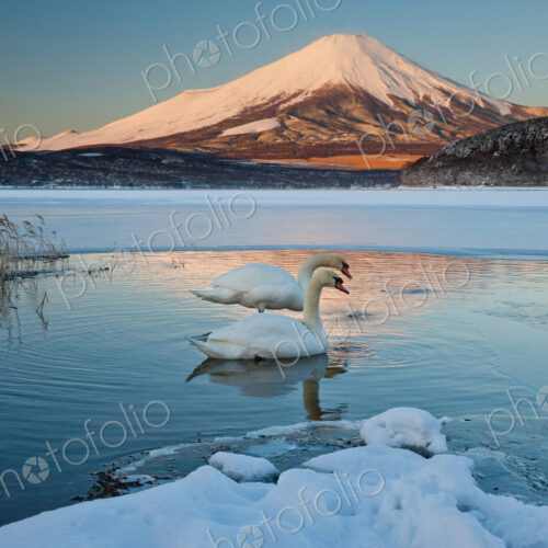 A pair of mute swans in Lake Kawaguchi disrupt the reflection of Mt. Fuji, Japan A pair of mute swans in Lake Kawaguchi disrupt the reflection of Mt. Fuji, Japan