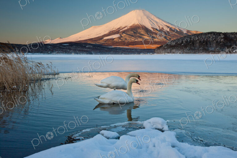 A pair of mute swans in Lake Kawaguchi disrupt the reflection of Mt. Fuji, Japan