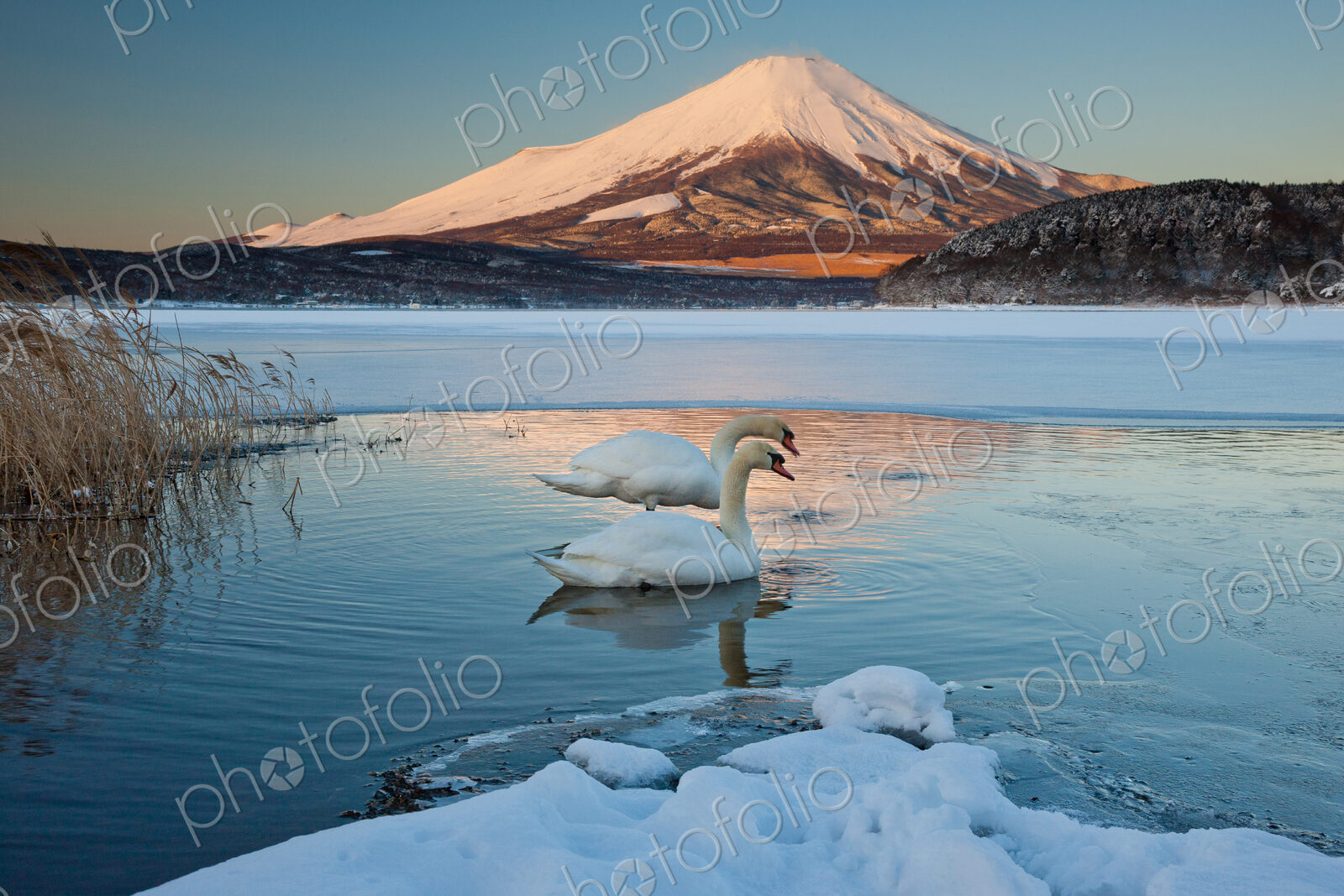 A pair of mute swans in Lake Kawaguchi disrupt the reflection of Mt. Fuji, Japan