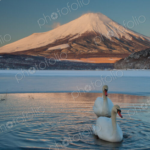 A pair of mute swans in Lake Kawaguchi disrupt the reflection of Mt. Fuji, Japan A pair of mute swans in Lake Kawaguchi disrupt the reflection of Mt. Fuji, Japan