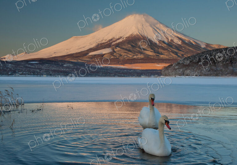 A pair of mute swans in Lake Kawaguchi disrupt the reflection of Mt. Fuji, Japan