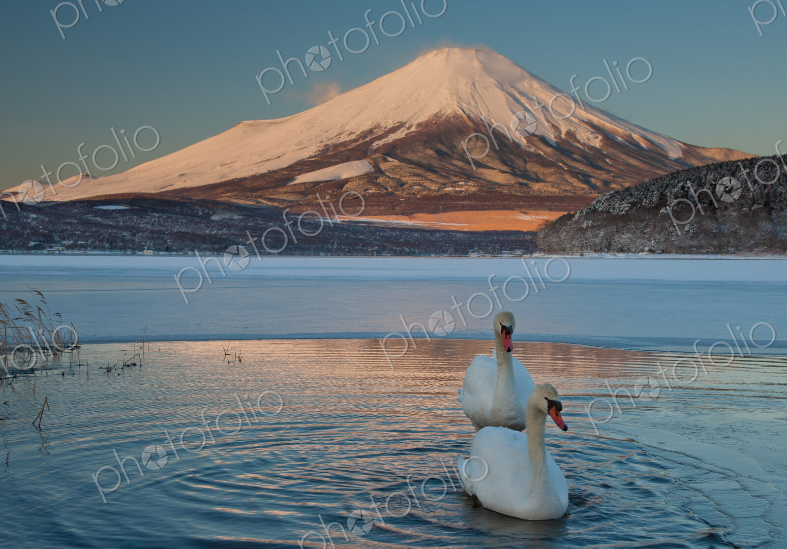A pair of mute swans in Lake Kawaguchi disrupt the reflection of Mt. Fuji, Japan
