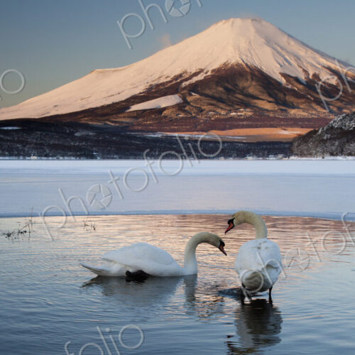 A pair of mute swans in Lake Kawaguchi disrupt the reflection of Mt. Fuji, Japan A pair of mute swans in Lake Kawaguchi disrupt the reflection of Mt. Fuji, Japan