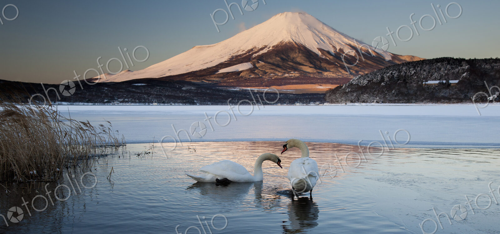 A pair of mute swans in Lake Kawaguchi disrupt the reflection of Mt. Fuji, Japan