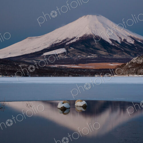 A pair of mute swans in Lake Kawaguchi in the reflection of Mt. Fuji, Japan A pair of mute swans in Lake Kawaguchi in the reflection of Mt. Fuji, Japan