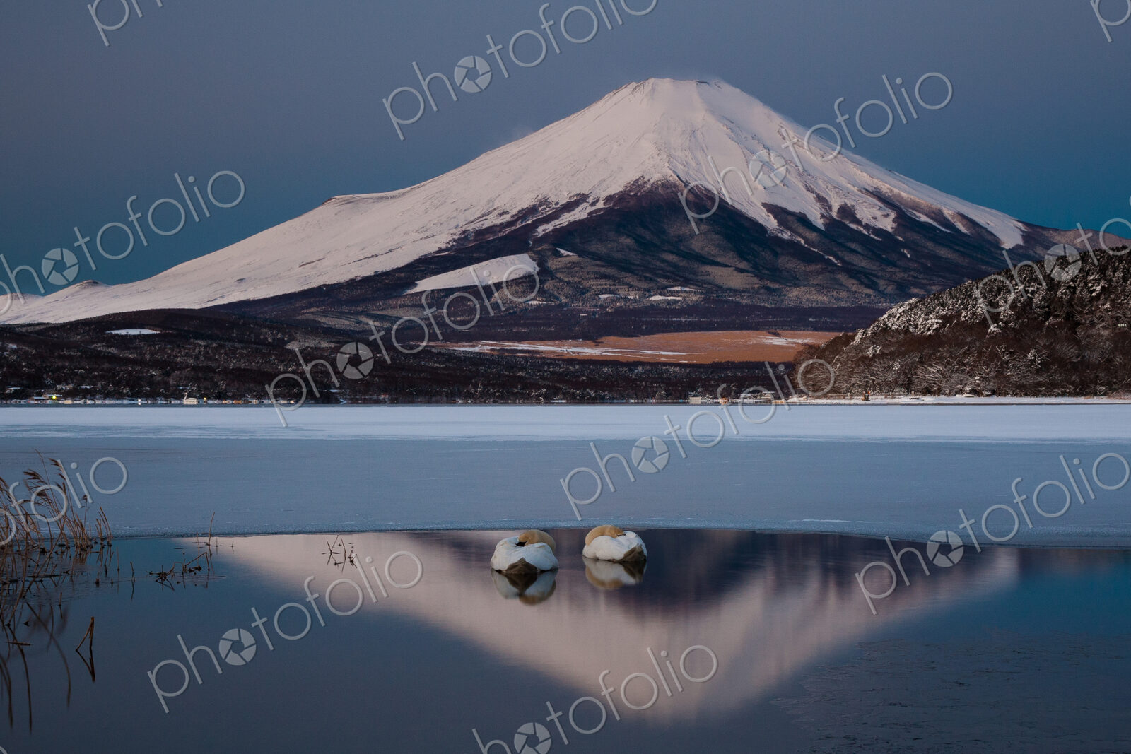 A pair of mute swans in Lake Kawaguchi in the reflection of Mt. Fuji, Japan