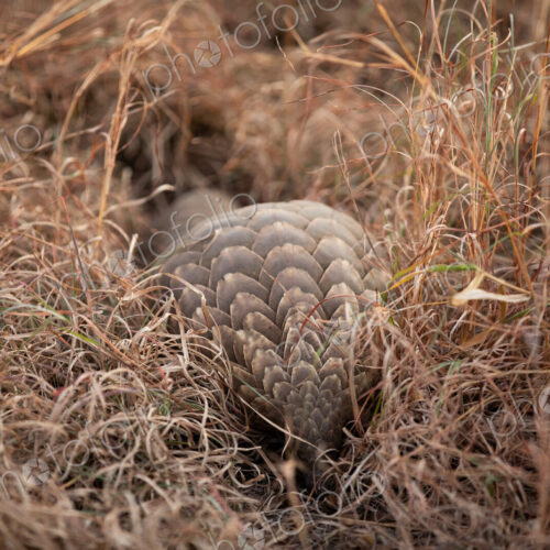 A pangolin, Smutsia temminckii, walking through grass.