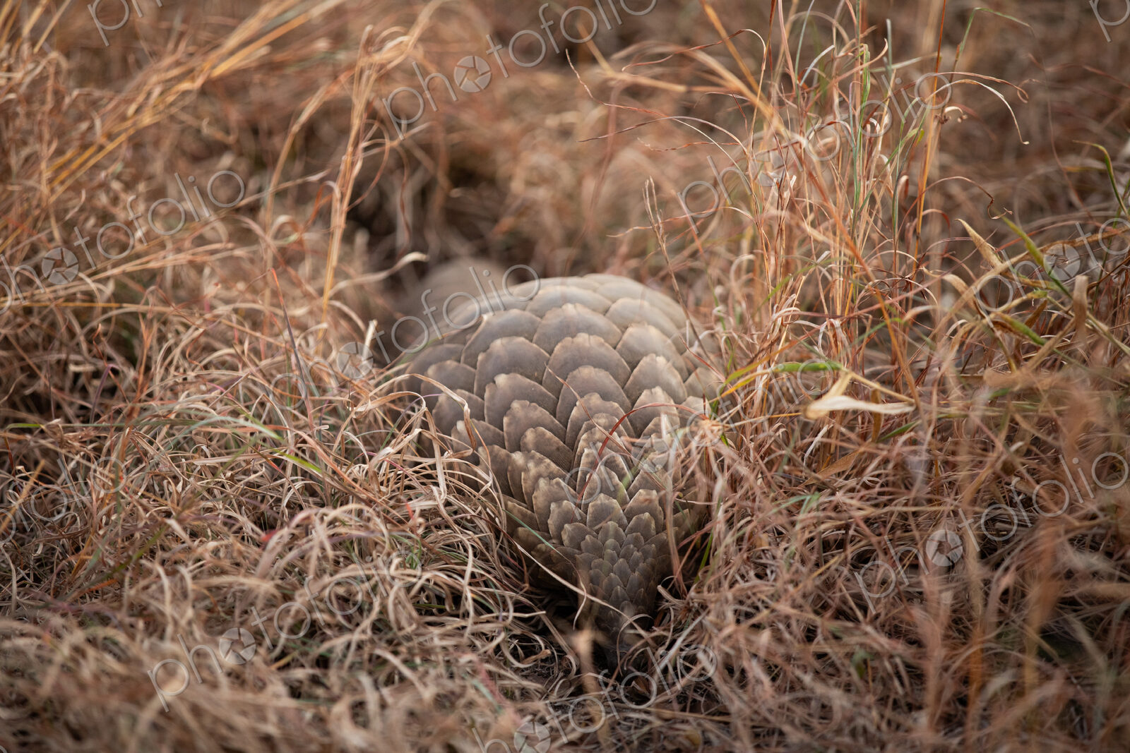 A pangolin, Smutsia temminckii, walking through grass.