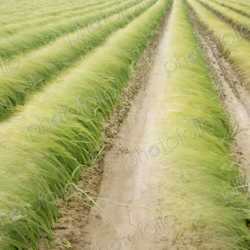 A panorama of iris grass before the bloom, neatly planted in rows, blowing over in the… A panorama of iris grass before the bloom, neatly planted in rows, blowing over in the…