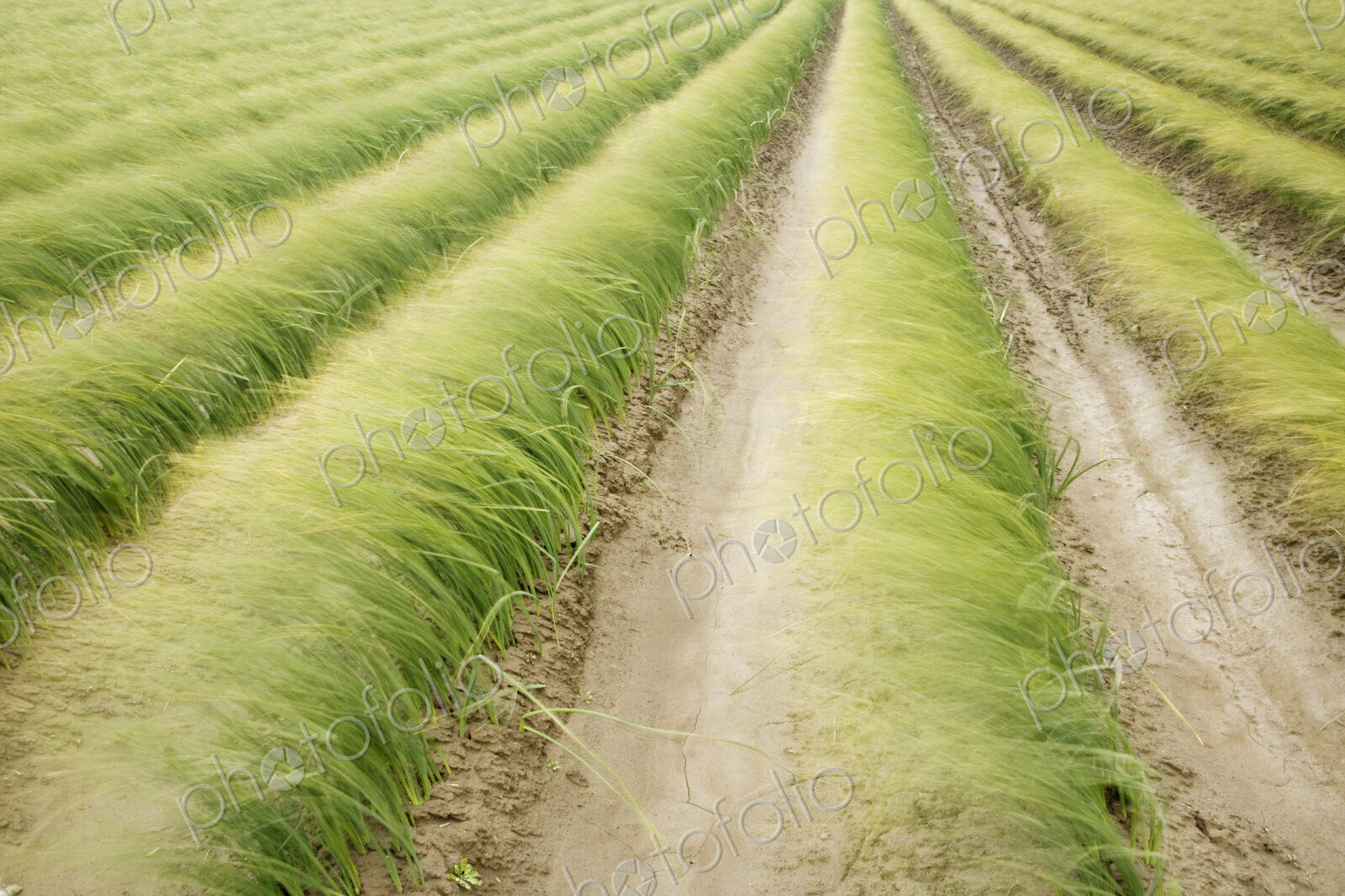 A panorama of iris grass before the bloom, neatly planted in rows, blowing over in the…