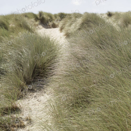 A path along a sand dune. Dune grasses.
