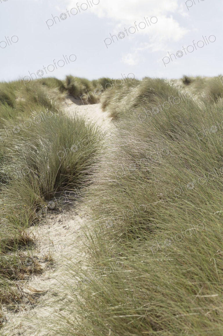 A path along a sand dune. Dune grasses.