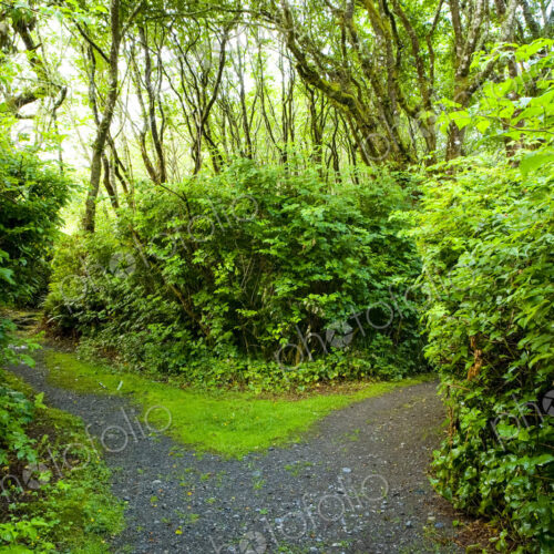 A path through a forest, dividing in two directions.