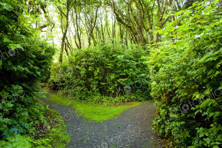 A path through a forest, dividing in two directions.