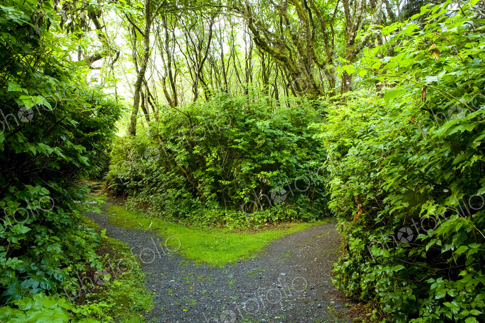 A path through a forest, dividing in two directions.