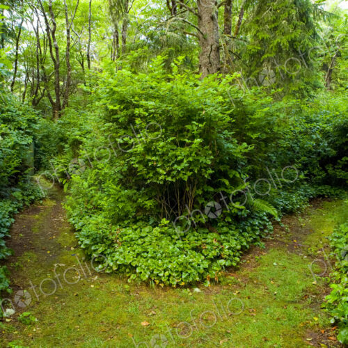 A path through a forest, dividing in two directions. A path through a forest, dividing in two directions.