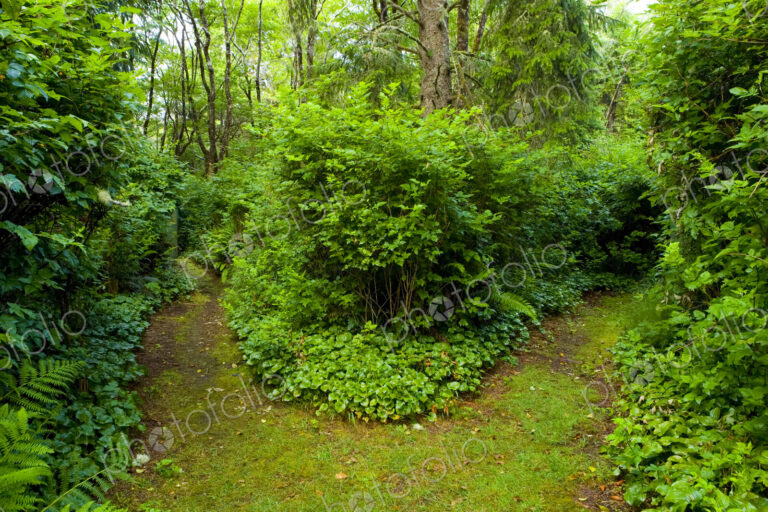 A path through a forest, dividing in two directions.