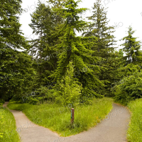 A paved path dividing into two paths in a park. A paved path dividing into two paths in a park.