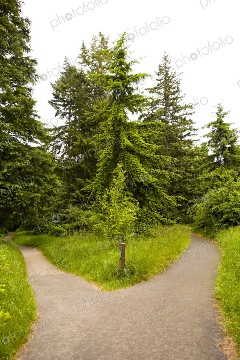 A paved path dividing into two paths in a park.