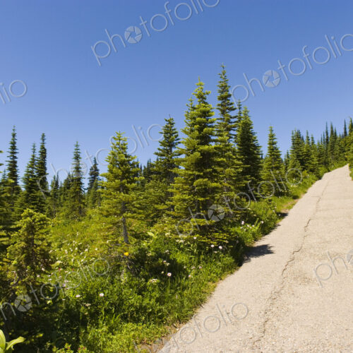 A paved walkway route through Mount Rainier National Park, a hillside of fir trees and… A paved walkway route through Mount Rainier National Park, a hillside of fir trees and…