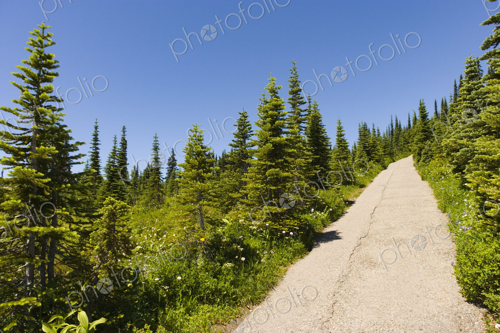 A paved walkway route through Mount Rainier National Park, a hillside of fir trees and…