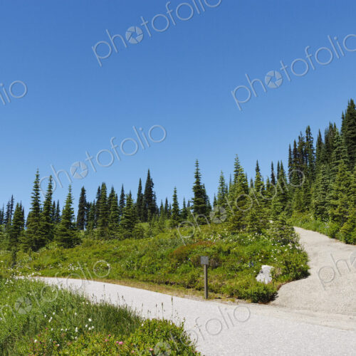 A paved walkway route through Mount Rainier National Park, a hillside of fir trees and… A paved walkway route through Mount Rainier National Park, a hillside of fir trees and…